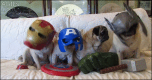 Honden GIF. Dieren Gifs Hond Mopshond Knal 