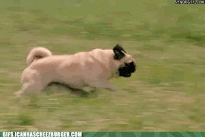 Honden GIF. Dieren Gifs Hond Mopshond Geanimeerde Drijvend Tepidsloth Sim 