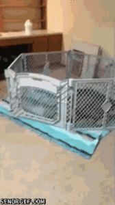 Baby GIF. Dieren Baby Gifs Hond Mopshond Trekken 