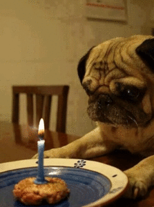 Honden GIF. Dieren Verjaardag Kaars Gifs Hond Mopshond 
