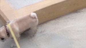 Honden GIF. Dieren Grappig Gifs Hond Mopshond Geen Aminals 