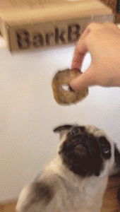Honden GIF. Dieren Handen Gifs Hond Mopshond Schuit 