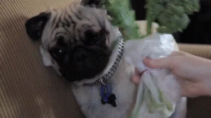 Honden GIF. Dieren Broccoli Gifs Hond Mopshond Pablo 