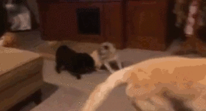 Honden GIF. Dieren Honden Bang Puppy Gifs Hond Mopshond 