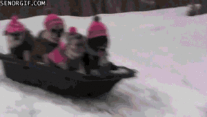 Mopshond GIF. Dieren Spelen Gifs Mopshond Lopend 