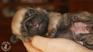 Mopshond GIF. Dieren Gifs Mopshond Pattycake 