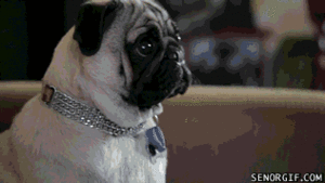 Honden GIF. Dieren Kerstmis Gifs Hond Mopshond Santa 