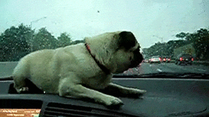 Honden GIF. Dieren Gifs Hond Mopshond 