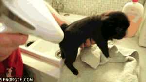 Honden GIF. Dieren Broccoli Gifs Hond Mopshond Pablo 