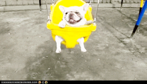 Mopshond GIF. Dieren Chocolade Gifs Hond Mopshond Sassy Fabriek 