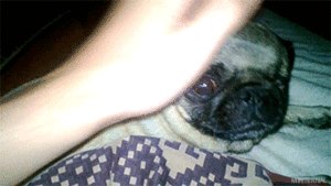 Honden GIF. Dieren Schattig Gifs Hond Mopshond Katje Mauls 