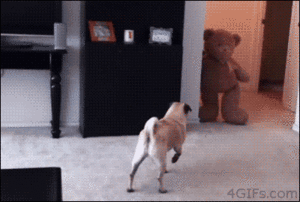 Honden GIF. Dieren Verward Gifs Hond Mopshond 