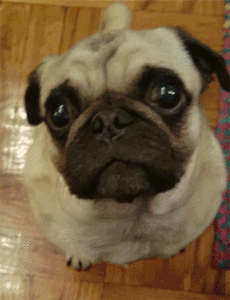 Honden GIF. Dieren Televisie Tv Gifs Hond Mopshond Volgend Bedrogen 