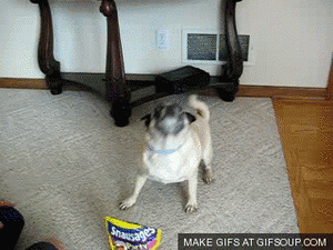 Mopshond GIF. Dieren Gifs Mopshond Marionet 