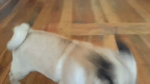 Mopshond GIF. Dieren Schattig Puppy Gifs Mopshond De+mijne  Puppies 