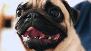 Honden GIF. Dieren Gifs Hond Mopshond Glimlach 