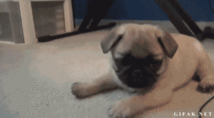 Honden GIF. Dieren Film Schattig Gifs Hond Mopshond Kraag Geprepareerde 