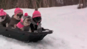 Honden GIF. Dieren Honden Schattig Gifs Hond Mopshond Hongerig Handtastelijkheden Behandelen 