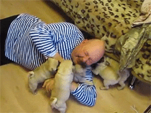Mopshond GIF. Dieren Gifs Hond Mopshond Glimlach 