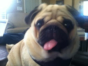 Mopshond GIF. Dieren Grappig Gifs Hond Mopshond 