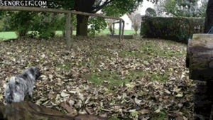Mopshond GIF. Dieren Gifs Mopshond 