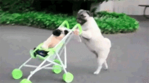Honden GIF. Dieren Gifs Hond Mopshond Pugs 