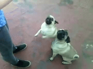 Honden GIF. Dieren Dansen Gifs Hond Mopshond Truc Pugs Staand Sundogs 