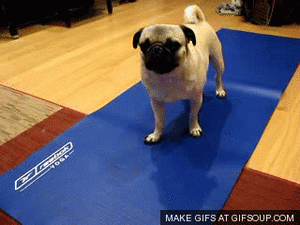 Honden GIF. Dieren Gifs Hond Mopshond 