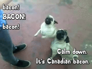 Mopshond GIF. Dieren Gifs Mopshond 