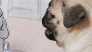 Mopshond GIF. Dieren Gifs Mopshond 