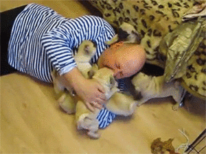 Mopshond GIF. Dieren Gifs Mopshond Speelbal 