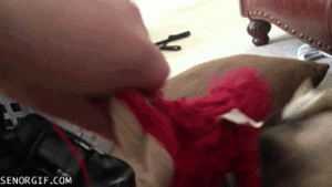 Mopshond GIF. Dieren Puppy Gifs Hond Mopshond Huisdier 