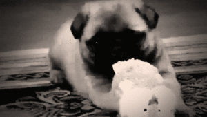 Honden GIF. Dieren Zoenen Gifs Hond Mopshond 