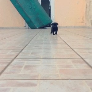 Mopshond GIF. Dieren Grappig Schattig Baby Gifs Hond Mopshond Voortvarend Wandelaar Walkng 