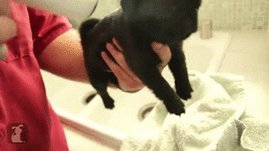 Honden GIF. Dieren Verward Gifs Hond Mopshond Deur Het+wachten 