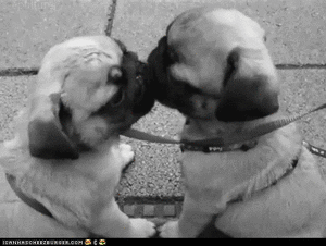 Mopshond GIF. Dieren Schattig Gifs Mopshond Glimlach Puglife Pugs Lovepug Pugly 