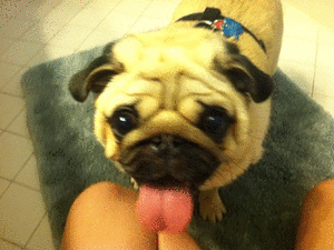 Honden GIF. Dieren Schattig Gifs Hond Mopshond Critter Bantha 