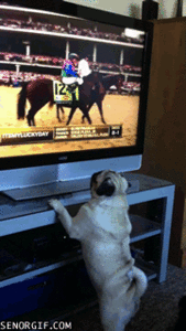 Mopshond GIF. Dieren Grappig Gifs Mopshond Sassy Houding 