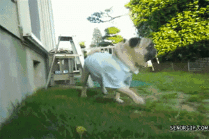 Mopshond GIF. Dieren Gifs Mopshond Handstand 