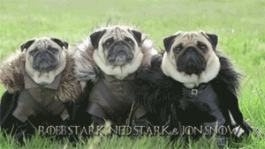 Mopshond GIF. Dieren Gifs Mopshond 