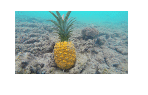 Spongebob GIF. Spongebob Films en series Gifs Dickbutt Het kon niet worden geholpen 