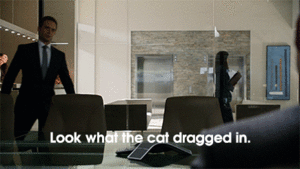Suits GIF. Televisie Films en series Gifs Suits 