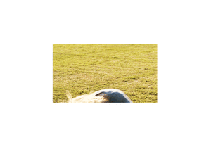 Taylor Swift GIF. Artiesten Taylor swift Gifs 