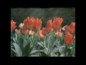 The Beatles GIF. Artiesten The beatles Gifs Helpen 