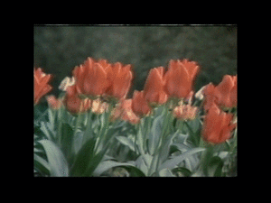 The Beatles GIF. Artiesten The beatles Gifs 