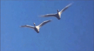 The Beatles GIF. Artiesten The beatles Gifs 