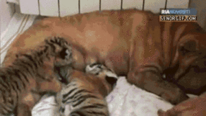 Tijger GIF. Dieren Kat Tijger Gifs Knipperen Chilling 