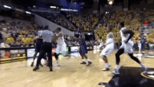 Tijger GIF. Dieren Bang Tijger Gifs Dragen 