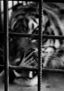 Tijger GIF. Dieren Vlees Voedsel Tijger Wit Gifs Eng Onderwater 