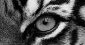 Tijger GIF. Dieren Tijger Gifs Oog 